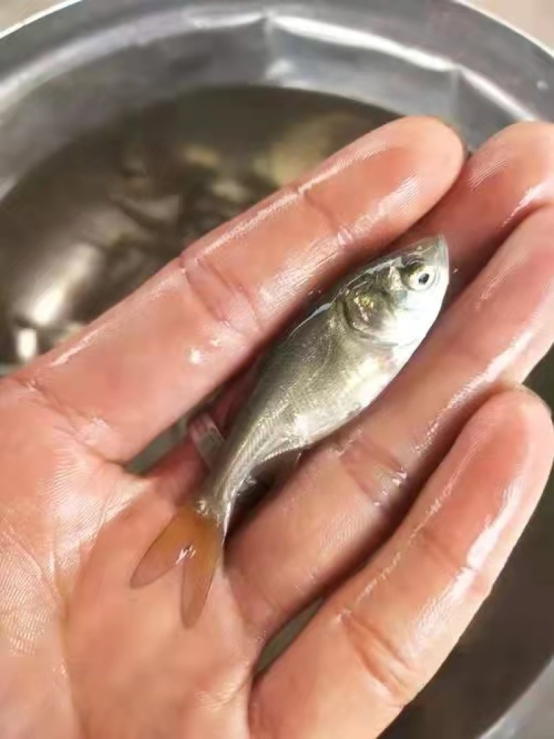 鲢鱼苗抗病力好，生长速度快一手货源前景好