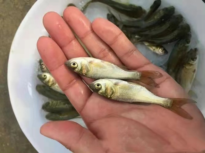 鲢鱼苗抗病力好，生长速度快一手货源前景好