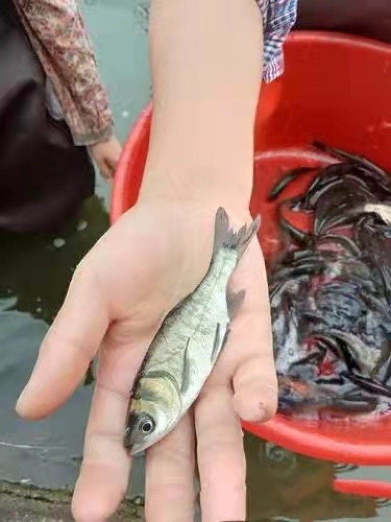 鲢鱼苗抗病力好，生长速度快一手货源前景好