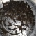 泰国笋壳鱼苗澳笋云斑尖塘鳢杂交笋壳鱼苗基地直供