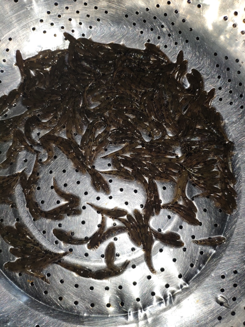 泰国笋壳鱼苗澳笋云斑尖塘鳢杂交笋壳鱼苗基地直供
