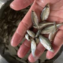 澳洲宝石鲈鱼苗淡水宝石斑宝石鱼苗全国发货渔场直供