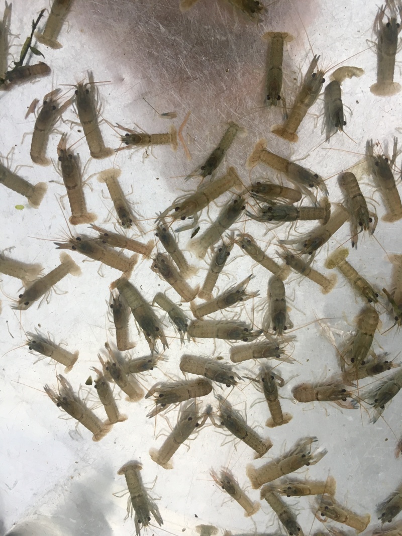 澳洲淡水龙虾苗纯正快大自产自销热门虾苗品种全国发货