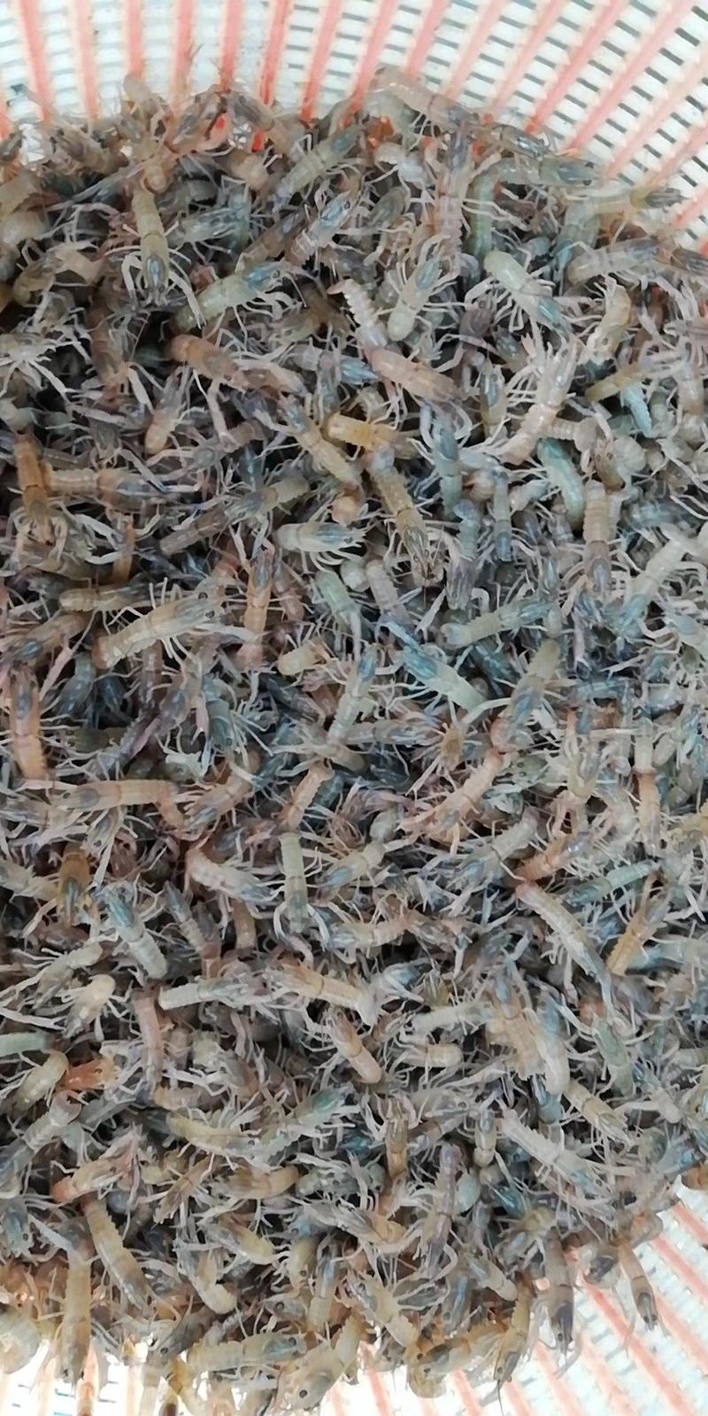 澳洲淡水龙虾苗纯正快大自产自销热门虾苗品种全国发货