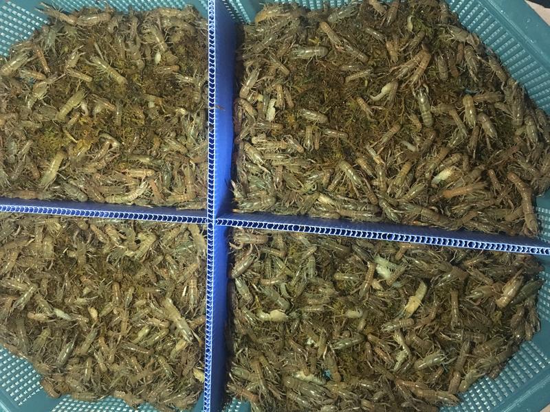 澳洲淡水龙虾苗纯正快大自产自销热门虾苗品种全国发货