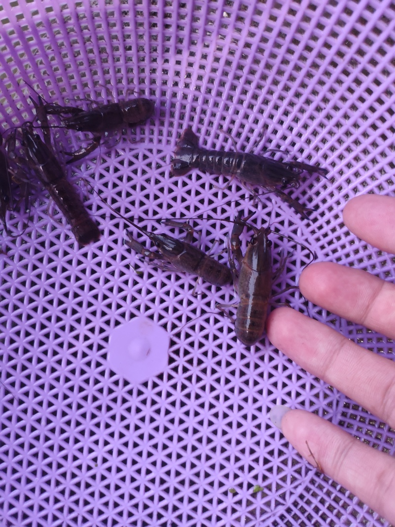 澳洲淡水龙虾苗纯正快大自产自销热门虾苗品种全国发货
