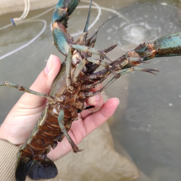 澳洲淡水龙虾苗纯正快大自产自销热门虾苗品种全国发货