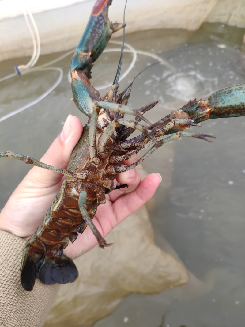 澳洲淡水龙虾苗纯正快大自产自销热门虾苗品种全国发货