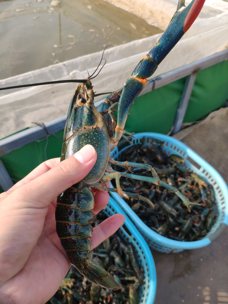 澳洲淡水龙虾苗纯正快大自产自销热门虾苗品种全国发货