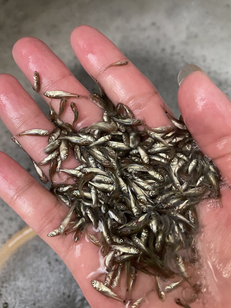 土鲮鱼苗麦鲮鱼苗泰鲮鱼苗饵料鱼饵料水花鲮鱼水花