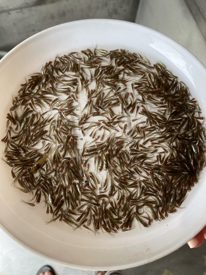 土鲮鱼苗麦鲮鱼苗泰鲮鱼苗饵料鱼饵料水花鲮鱼水花