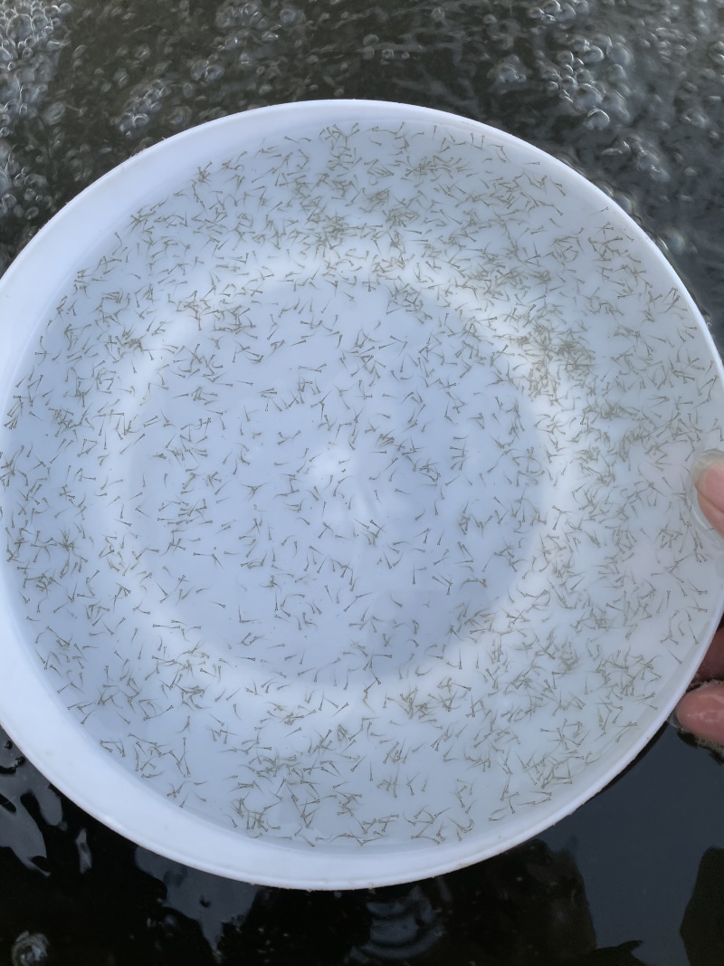 四大家鱼水花草鱼水花饵料鱼水花自产自销