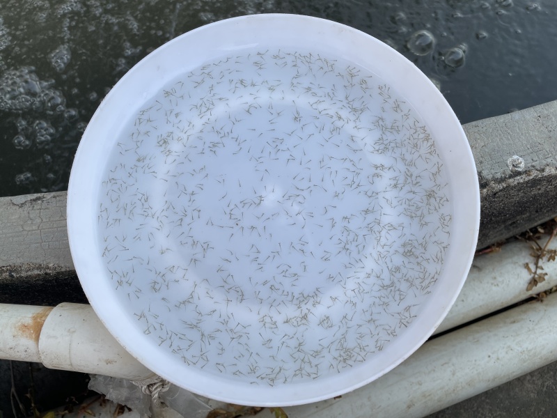 四大家鱼水花草鱼水花饵料鱼水花自产自销