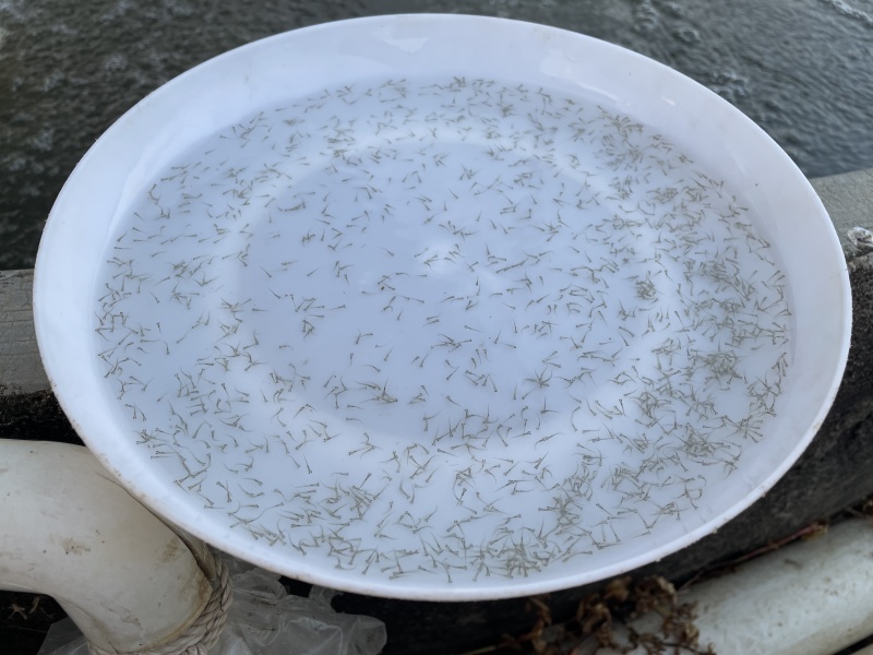 加州鲈鱼水花鲫鱼水花鲤鱼水花罗非水花黄骨鱼水花基地直供