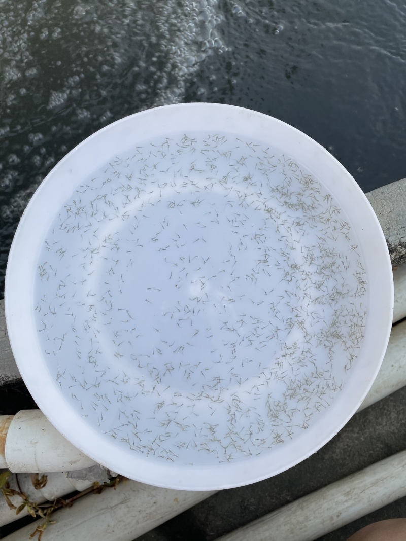 加州鲈鱼水花鲫鱼水花鲤鱼水花罗非水花黄骨鱼水花基地直供