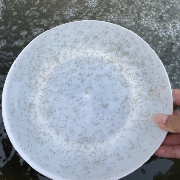 加州鲈鱼水花鲫鱼水花鲤鱼水花罗非水花黄骨鱼水花基地直供
