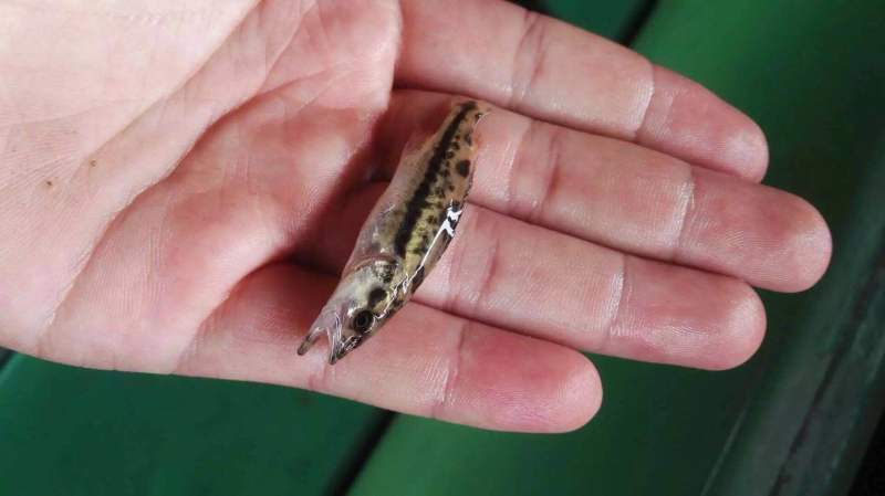 斑鳜鱼苗纯种斑桂鱼苗虎纹斑桂杂交斑鳜鱼基地直供