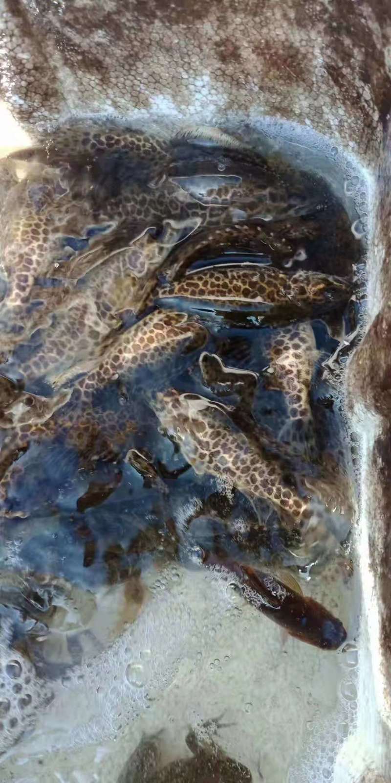 斑鳜鱼苗纯种斑桂鱼苗虎纹斑桂杂交斑鳜鱼基地直供