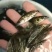 斑鳜鱼苗纯种斑桂鱼苗虎纹斑桂杂交斑鳜鱼基地直供