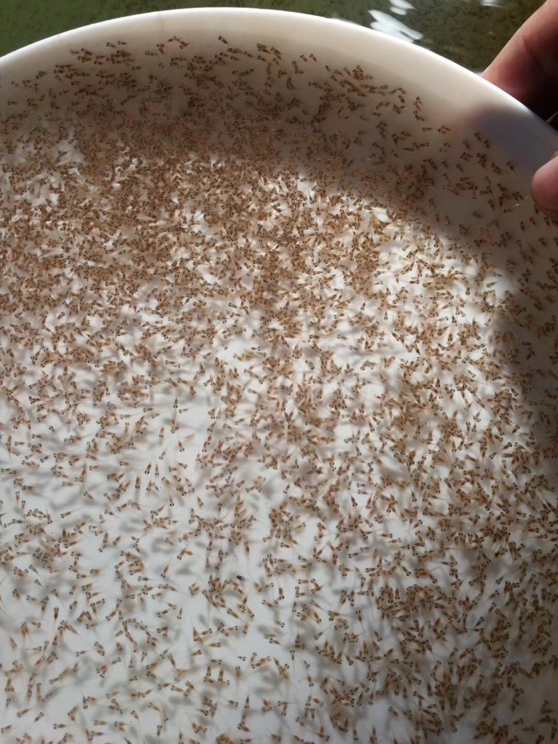 加州鲈鱼水花鲫鱼水花鲤鱼水花罗非水花黄骨鱼水花基地直供