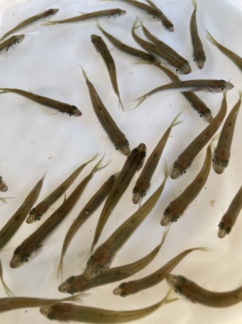 马口鱼苗宽口鱼苗桃花鱼苗山撼鱼苗肉质好全国发货