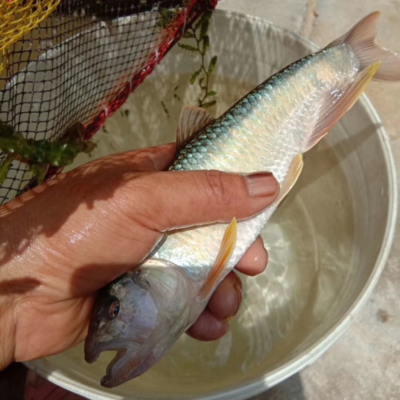 马口鱼苗宽口鱼苗桃花鱼苗山撼鱼苗肉质好全国发货