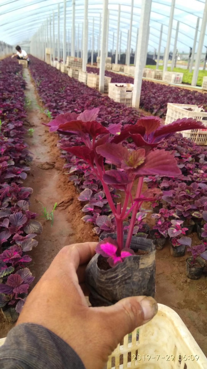 彩叶草价格彩叶草产地彩叶草大量供应彩叶草种植基地