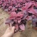 彩叶草价格彩叶草产地彩叶草大量供应彩叶草种植基地