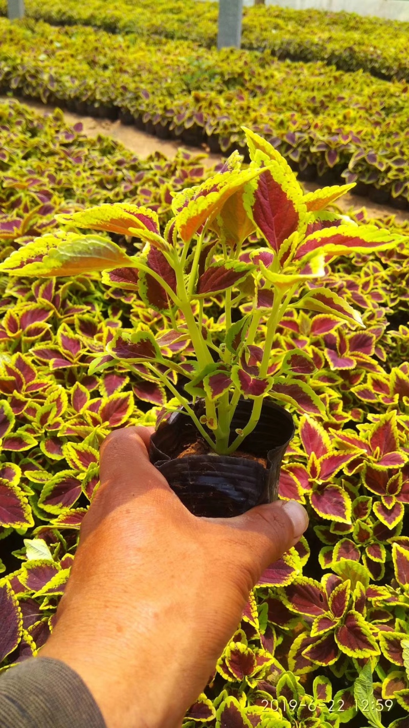 彩叶草价格彩叶草产地彩叶草大量供应彩叶草种植基地