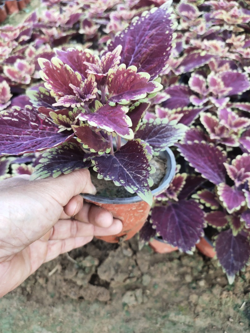 彩叶草价格彩叶草产地彩叶草大量供应彩叶草种植基地