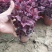 彩叶草价格彩叶草产地彩叶草大量供应彩叶草种植基地