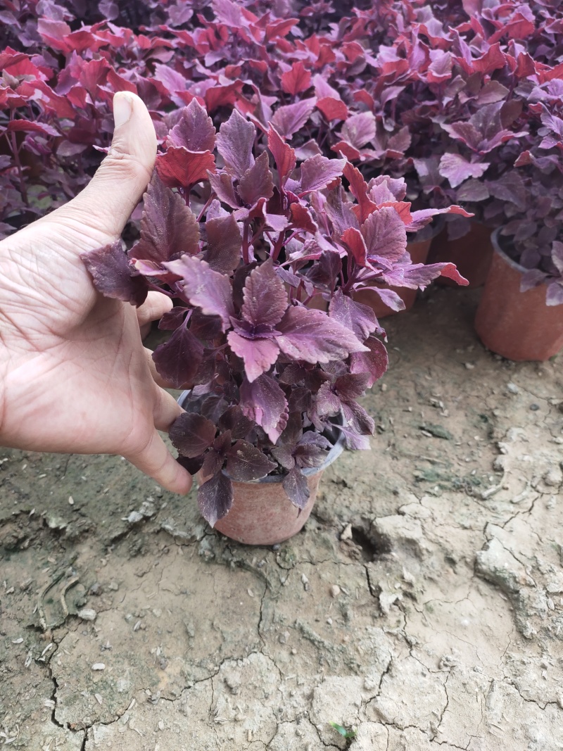 彩叶草价格彩叶草产地彩叶草大量供应彩叶草种植基地