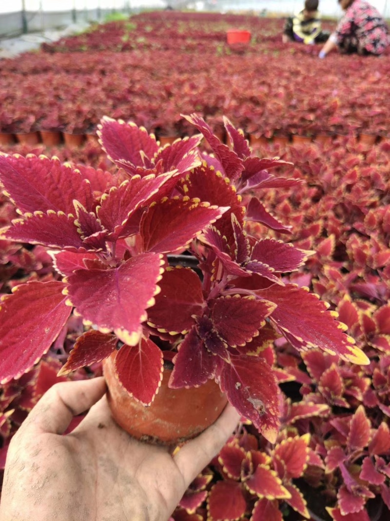 彩叶草价格彩叶草产地彩叶草大量供应彩叶草种植基地
