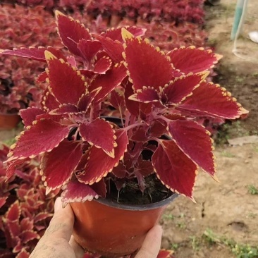 彩叶草价格彩叶草产地彩叶草大量供应彩叶草种植基地