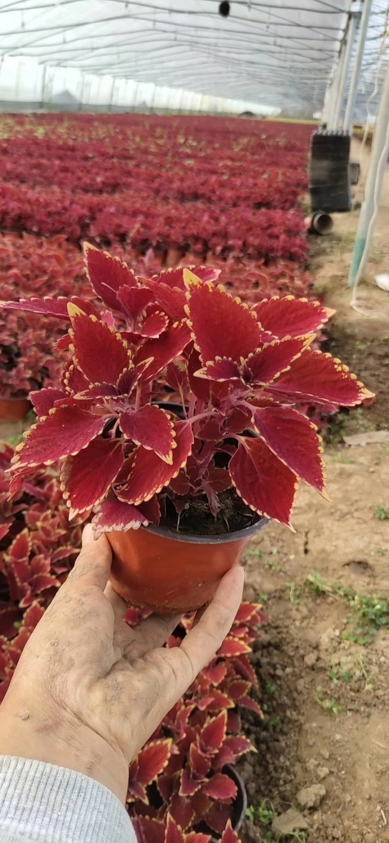 彩叶草价格彩叶草产地彩叶草大量供应彩叶草种植基地