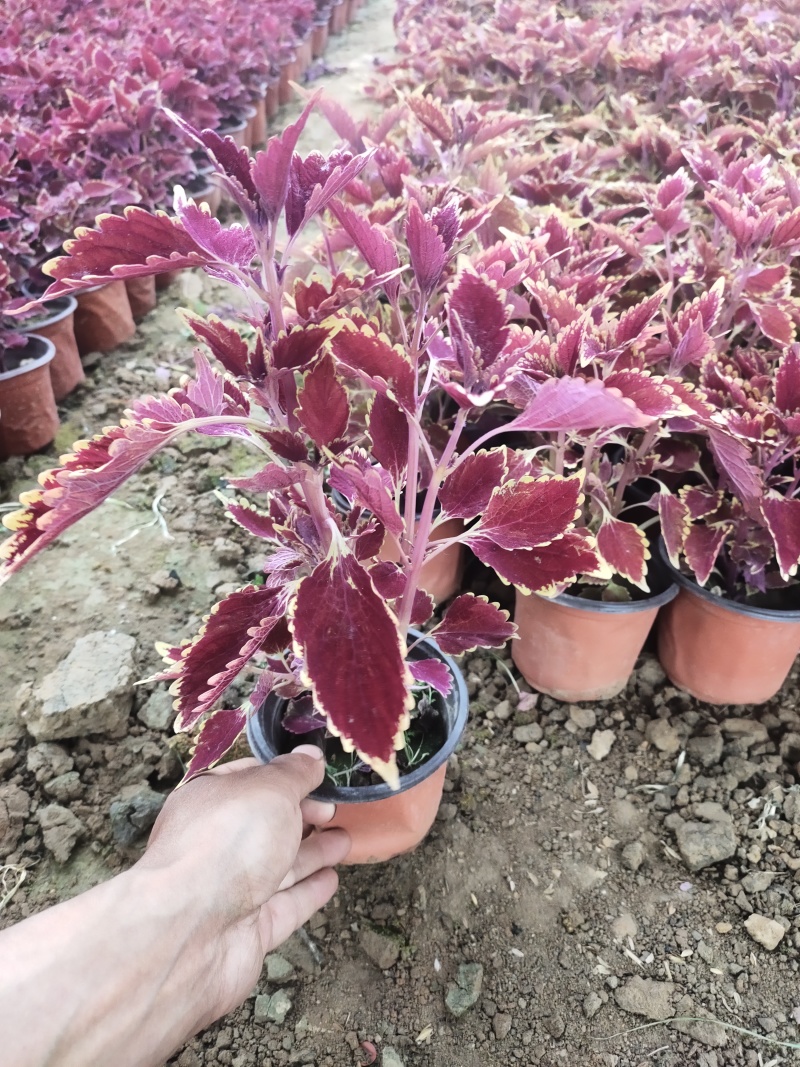彩叶草苗圃直供绿化用彩叶草彩叶草批发青州彩叶草出售
