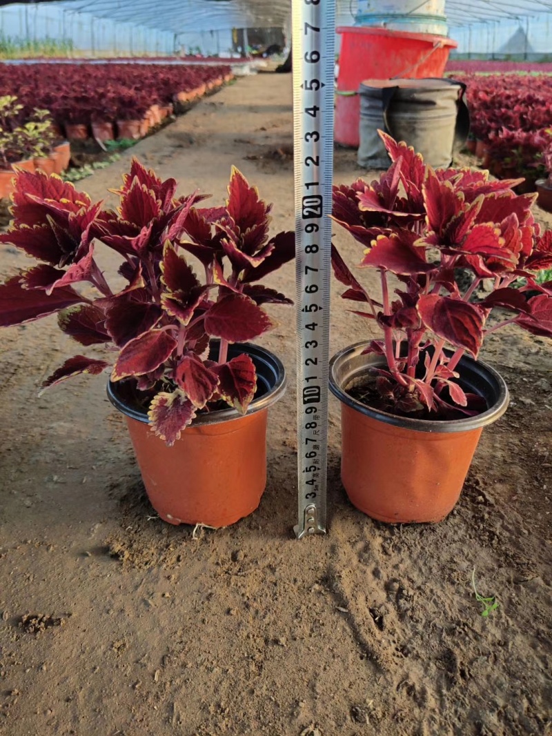 彩叶草苗圃直供绿化用彩叶草彩叶草批发青州彩叶草出售