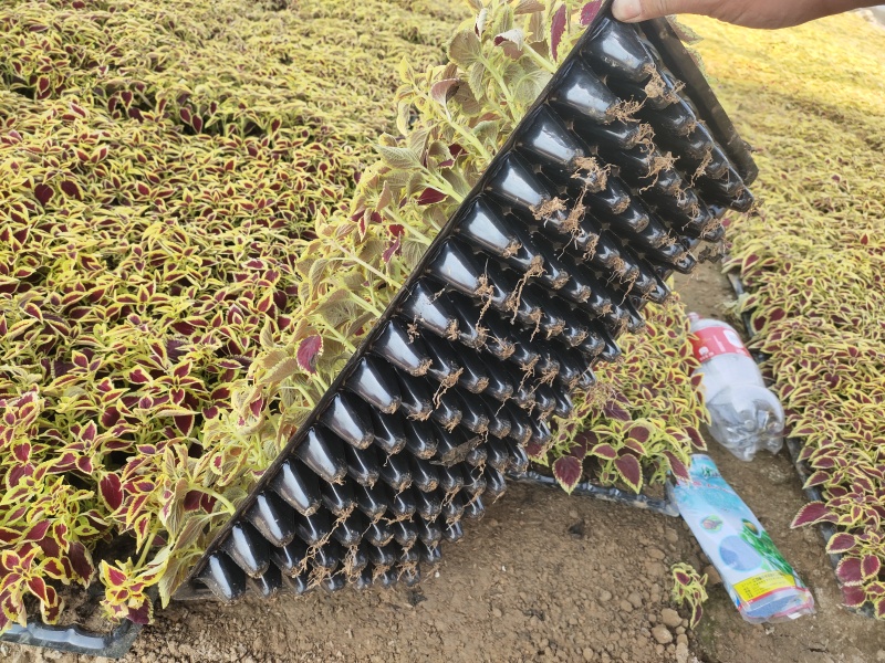 彩叶草苗圃直供绿化用彩叶草彩叶草批发青州彩叶草出售