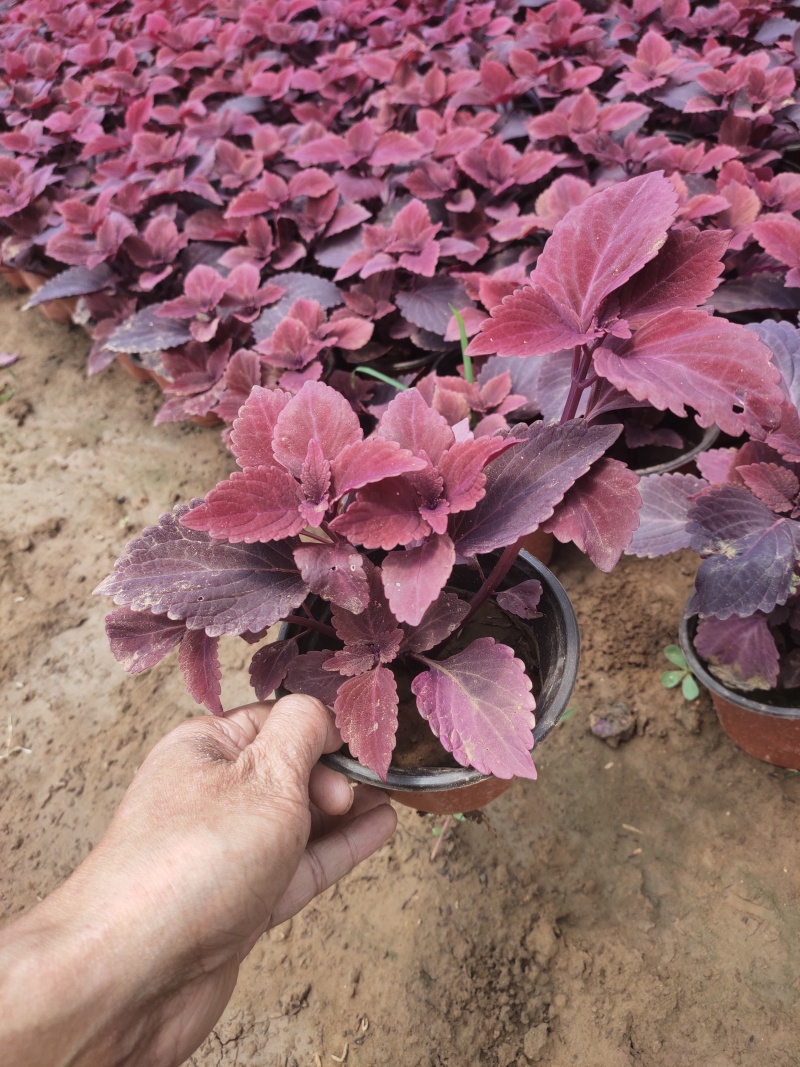 彩叶草苗圃直供绿化用彩叶草彩叶草批发青州彩叶草出售