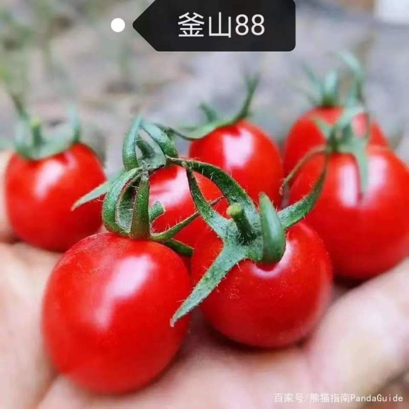 釜山88圣女果产地发货，全国供应，诚信经营，寻求合作