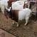 出售纯种波尔山羊，价格美丽，好养活货到付款可视频看货