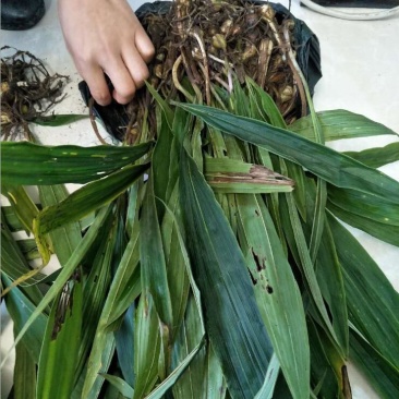 中药材毛慈菇种苗出售毛慈菇种植基地直发，量大从优