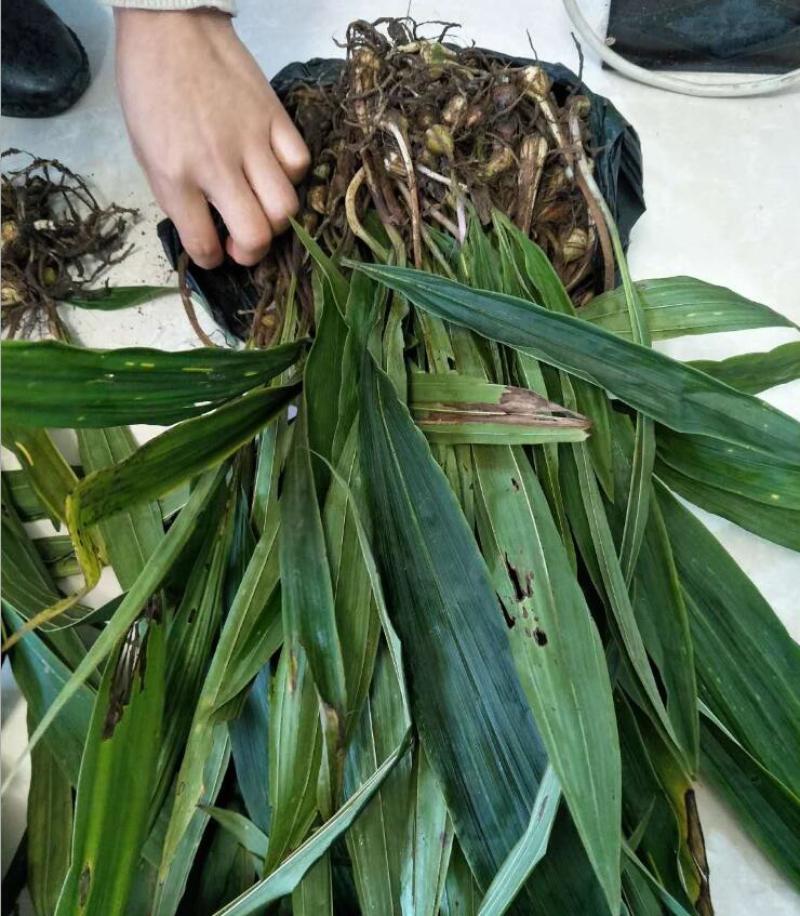中药材毛慈菇种苗出售毛慈菇种植基地直发，量大从优
