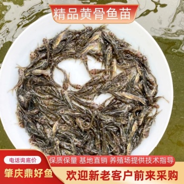 黄骨鱼苗品种优良，生长速度快，抗病力强