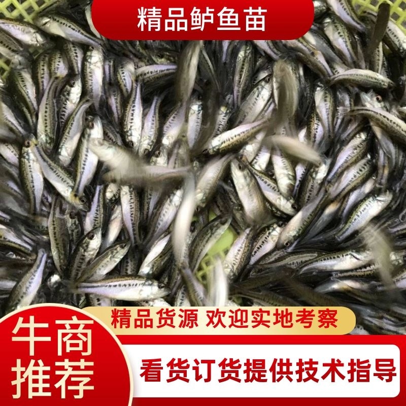 鲈鱼苗优质淡水鲈鱼苗包技术指导渔场直发