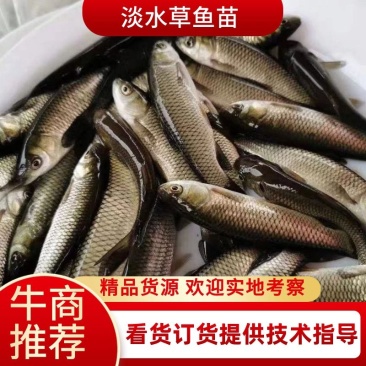 草鱼苗优质淡水养殖基地直供全国包邮送货上门