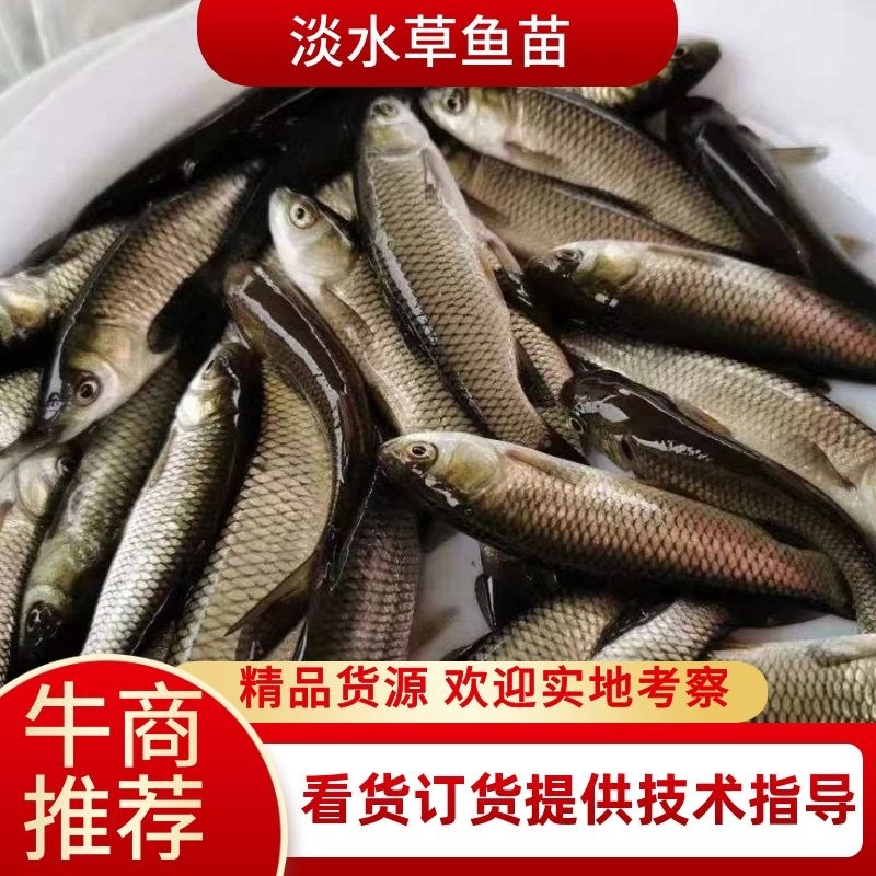 草鱼苗优质淡水养殖基地直供全国包邮送货上门