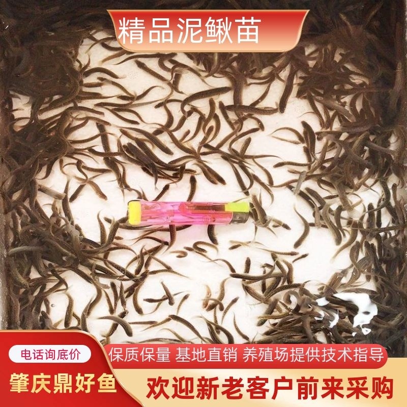 台湾泥鳅苗支持全国空运大量批发可视频看货