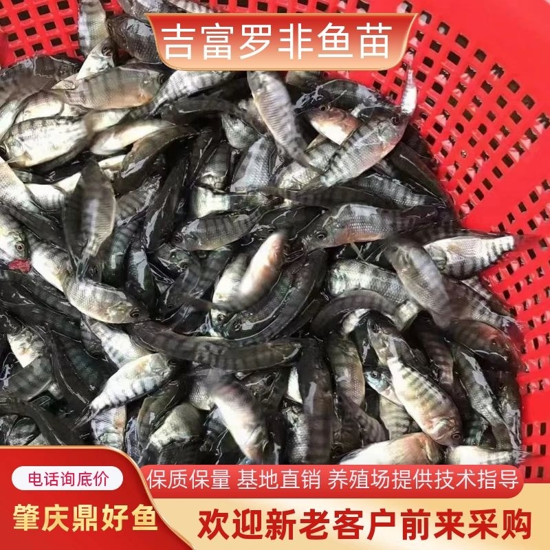 快大型吉富罗非鱼.支持全国空运汽运全国包邮