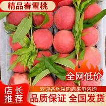 【桃】河北精品春雪桃大量上市，产地直发对接各大商超